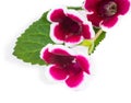 Gloxinia flowers on a green leaf