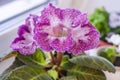 gloxinia with flowers in a pot on windowsill against a white window Royalty Free Stock Photo