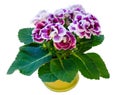 Gloxinia plant with violet-white flowers on white