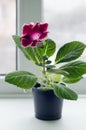 Gloxinia in pot Royalty Free Stock Photo