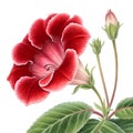 A Gloxinia red flower on a white background Royalty Free Stock Photo