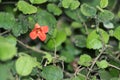 Gloxinia Rhabdothamnus solandri