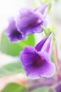 Gloxinia Sinning, close-up