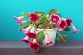 Gloxinia in a white flowerpot on a blue background.