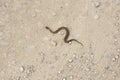 Gloydius halys snake