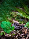 Gloydius himalayanus also known as the Himalayan pit viper snake or the Himalayan viper in the deodar forest. Foot hills of the