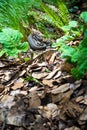 Gloydius himalayanus also known as the Himalayan pit viper snake or the Himalayan viper in the deodar forest. Foot hills of the