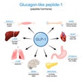 GLP-1. Glucagon-like peptide-1