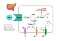 GLP-1 mechanism of action. Glucagon-like peptide in pancreatic cell