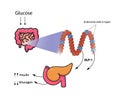 GLP-1 release by the cells of the small intestine and colon. L-cells produce glucagon-like peptide in response to glucose