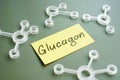 Glucagon handwritten on sticker and chemical models.