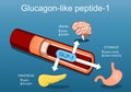 Glucagon-like peptide-1. GLP-1 from blood vessel to pancreas, brain and stomach Royalty Free Stock Photo