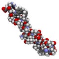 Glucagon-like peptide 1 (GLP1, 7-36) molecule, 3D rendering. Atoms are represented as spheres with conventional color coding: