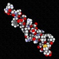 Glucagon peptide hormone, 3D rendering. Has blood sugar level increasing effects, balancing the effect of insulin. Atoms are