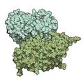 Glucocerebrosidase (beta-glucosidase) enzyme molecule. Deficient in Gaucher\'s disease. Recombinant analog used as drug in Gaucher