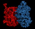 Glucocerebrosidase (beta-glucosidase) enzyme molecule. Deficient in Gaucher\'s disease. Recombinant analog used as drug in Gaucher