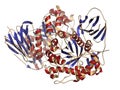 Glucocerebrosidase (beta-glucosidase) enzyme molecule. Deficient in Gaucher\'s disease. Recombinant analog used as drug in Gaucher