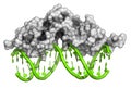 Glucocorticoid receptor, DNA binding domain bound to a DNA double strand Royalty Free Stock Photo