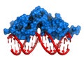 Glucocorticoid receptor, DNA binding domain bound to a DNA double strand Royalty Free Stock Photo