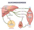 Gluconeogenesis GNG metabolic pathway for glucose generation outline diagram