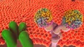 Glucose Metabolism