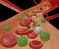 Glucose molecule travels through bloodstream to red blood cells