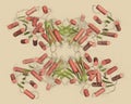 Glucose-6-phosphate dehydrogenase (G6PD) protein. Enzyme of the pentose phosphate pathway that generates co-enzyme NADPH.