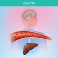 Glucose is a sugar that the body creates naturally by chemical process from the liver. Glucose is important to various cells.