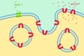 Glucose transport through cell membrane via Royalty Free Stock Photo