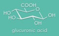 Glucuronic acid molecule. Glucuronidation of xenobiotics plays role in drug metabolism, giving glucuronides. Skeletal formula. Royalty Free Stock Photo