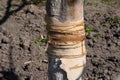 glue band tied around tree trunk to protect fruit tree from pests Royalty Free Stock Photo