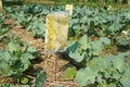 Yellow insect glue trap on kale plot. Yellow insect board trap.