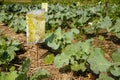 Yellow insect glue trap on kale plot. Yellow insect board trap.