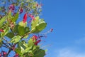 Gluta usitata Wall. Ding Hou or Red zebra wood, Vanish tree with exotic red flowers