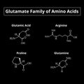 The glutamate family of amino acids. Chemical molecular formulas of amino acids glutamate, glutamine, arginine, proline