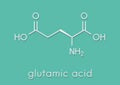 Glutamic acid l-glutamic acid, Glu, E amino acid and neurotransmitter molecule. Skeletal formula. Royalty Free Stock Photo