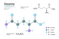 Glutamine. Gln C5H10N2O3. ÃÂ±-Amino Acid. Structural Chemical Formula and Molecule 3d Model. Atoms with Color Coding. Vector