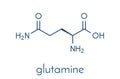 Glutamine l-glutamine, Gln, Q amino acid molecule. Skeletal formula.