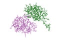 Glutaredoxin domain of human thioredoxin reductase 3. Molecular model.