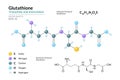 Glutathione. C10H17N3O6S. Tripeptide and Antioxidant. Structural Chemical Formula and Molecule 3d Model. Atoms with Color Coding.