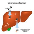 Glutathione and Liver detoxification. Detox Royalty Free Stock Photo