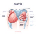 Glutes as gluteal body muscles for human buttocks strength outline concept Royalty Free Stock Photo