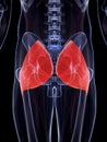 The gluteus maximus Royalty Free Stock Photo