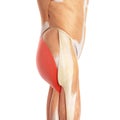 The gluteus maximus