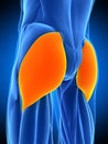 The gluteus maximus Royalty Free Stock Photo
