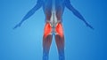 Gluteus Maximus Muscles pain and injury