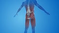 Gluteus Maximus Muscles pain and injury