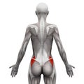 Gluteus Medius - Anatomy Muscles isolated on white - 3D illustration