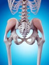 The gluteus medius Royalty Free Stock Photo