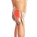 The gluteus medius Royalty Free Stock Photo